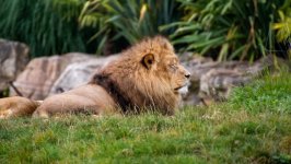 Desktop wallpaper. Animals. ID:148946