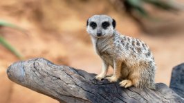 Desktop wallpaper. Animals. ID:148963
