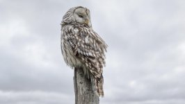 Desktop wallpaper. Animals. ID:149226
