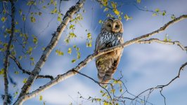 Desktop wallpaper. Animals. ID:149290