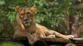 Desktop wallpaper. Animals. ID:149372