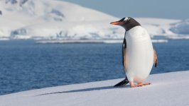 Desktop wallpaper. Animals. ID:149534
