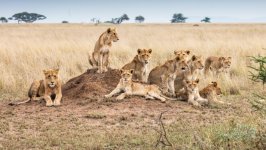 Desktop wallpaper. Animals. ID:149678