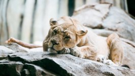 Desktop wallpaper. Animals. ID:149908