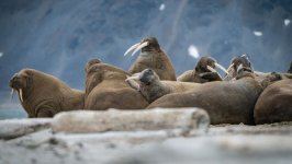 Desktop wallpaper. Animals. ID:149962
