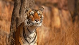 Desktop wallpaper. Animals. ID:149998
