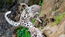 Desktop wallpaper. Animals. ID:150294