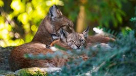 Desktop wallpaper. Animals. ID:150488