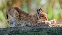 Desktop wallpaper. Animals. ID:150519