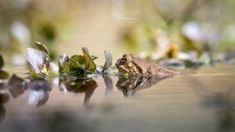 Desktop wallpaper. Animals. ID:150978