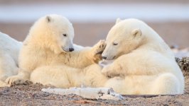 Desktop wallpaper. Animals. ID:151200