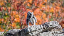 Desktop wallpaper. Animals. ID:151201
