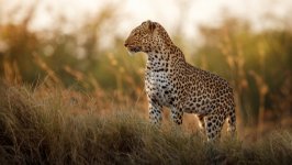Desktop wallpaper. Animals. ID:151259