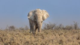 Desktop wallpaper. Animals. ID:152427