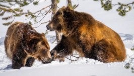 Desktop image. Animals. ID:152472