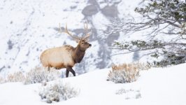Desktop image. Animals. ID:152542