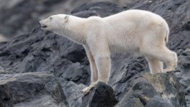 Desktop image. Animals. ID:152879