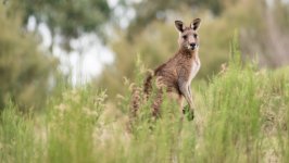Desktop image. Animals. ID:152903