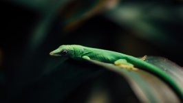 Desktop image. Animals. ID:153039