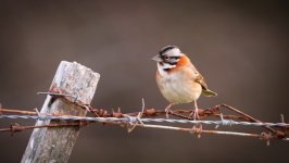 Desktop image. Animals. ID:153468
