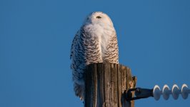 Desktop image. Animals. ID:153501