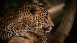 Desktop image. Animals. ID:153625