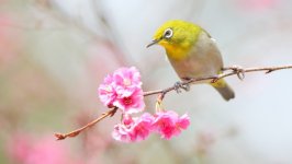 Desktop image. Animals. ID:153722