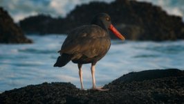 Desktop image. Animals. ID:153729