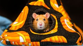Desktop image. Animals. ID:153731