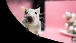 Desktop image. Animals. ID:153798