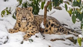 Desktop image. Animals. ID:154406