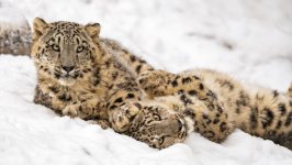 Desktop image. Animals. ID:154408