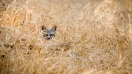 Desktop wallpaper. Animals. ID:154436