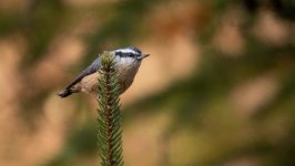 Desktop wallpaper. Animals. ID:154491