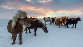 Desktop wallpaper. Animals. ID:154503