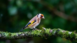 Desktop wallpaper. Animals. ID:154548