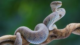 Desktop wallpaper. Animals. ID:154621