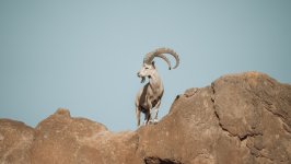 Desktop wallpaper. Animals. ID:154717