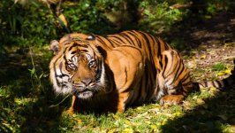 Desktop wallpaper. Animals. ID:154766
