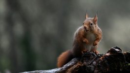 Desktop wallpaper. Animals. ID:155167
