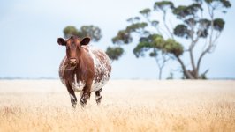 Desktop wallpaper. Animals. ID:155324