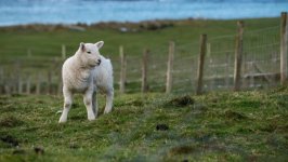 Desktop wallpaper. Animals. ID:155328