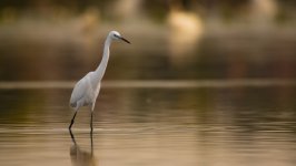 Desktop wallpaper. Animals. ID:155342