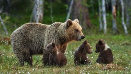 Desktop wallpaper. Animals. ID:155466
