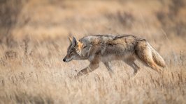 Desktop wallpaper. Animals. ID:155586