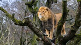 Desktop wallpaper. Animals. ID:155596
