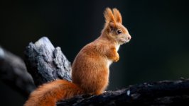 Desktop wallpaper. Animals. ID:155605