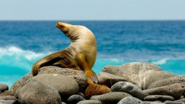 Desktop wallpaper. Animals. ID:155812