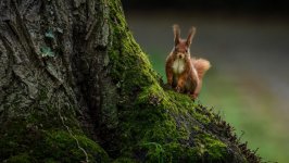 Desktop wallpaper. Animals. ID:156034