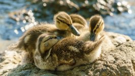 Desktop wallpaper. Animals. ID:156092